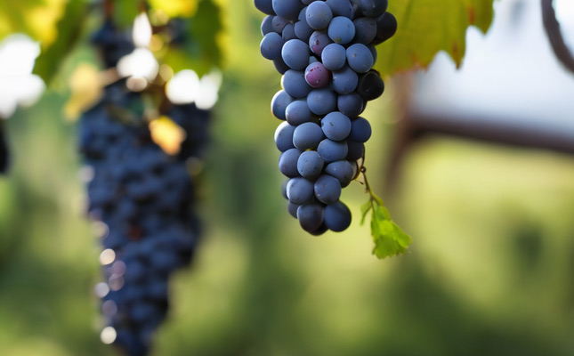 成都紅酒批發市場 成都紅酒批發市場